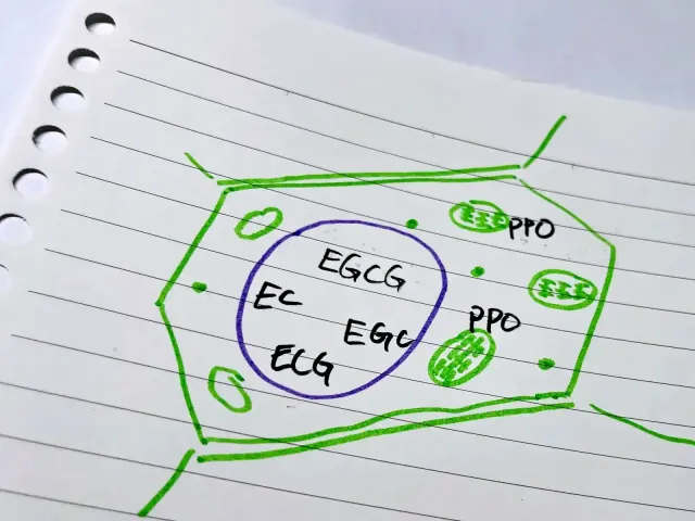 兒茶素的氧化決定了茶湯的水色